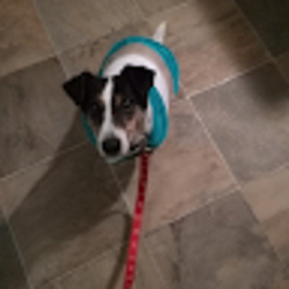 Meet your Posher, Fiona - Picture 1 of 1